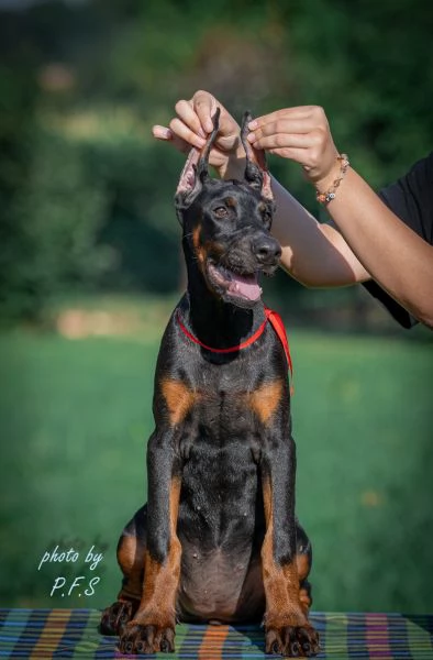 Doberman cuccioli in vendita | Foto 3