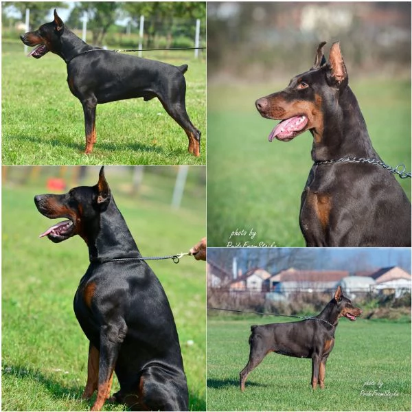 Doberman cuccioli in vendita | Foto 2