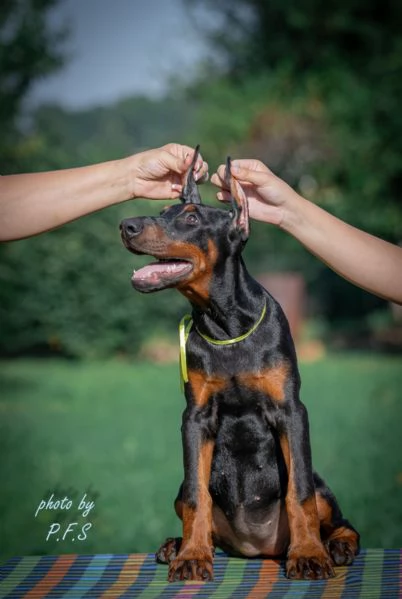 Doberman cuccioli in vendita | Foto 1