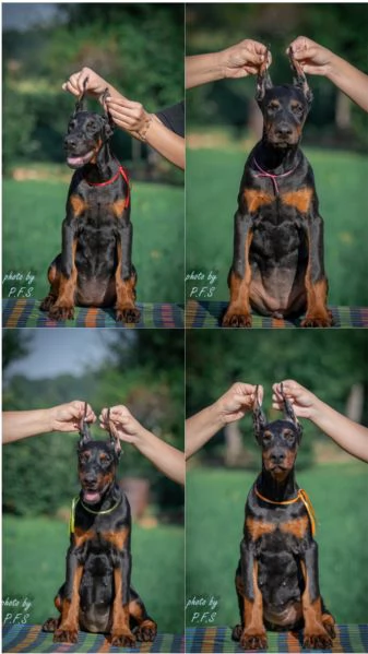 Doberman cuccioli in vendita