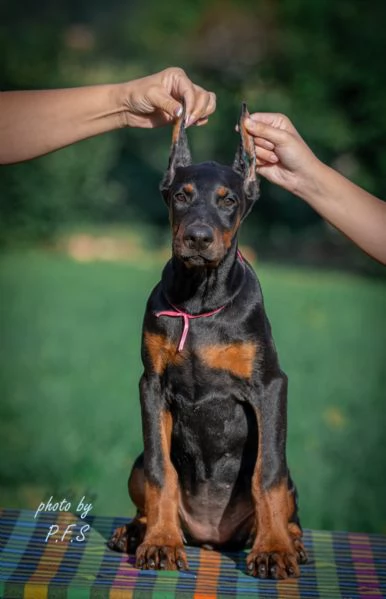 Doberman cuccioli in vendita | Foto 0