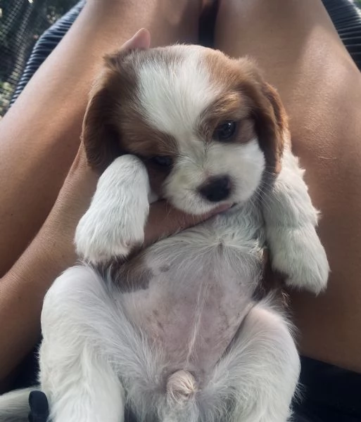 Cuccioli di Cavalier King | Foto 6