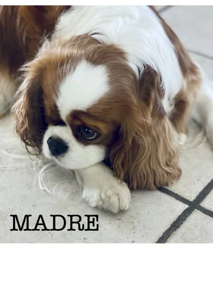 Cuccioli di Cavalier King | Foto 5