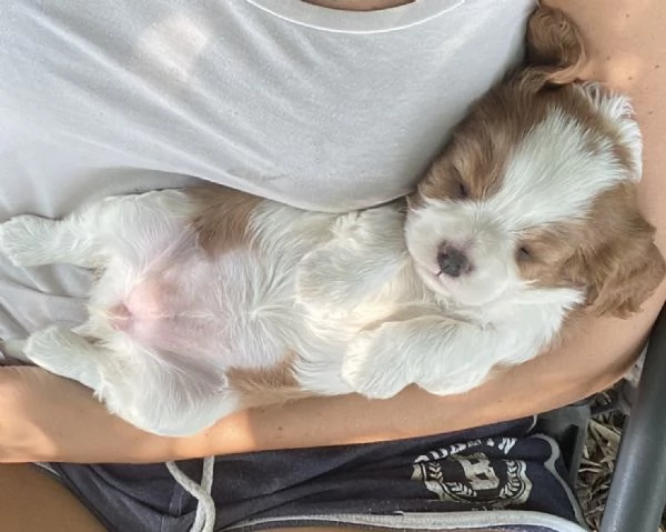 Cuccioli di Cavalier King | Foto 3