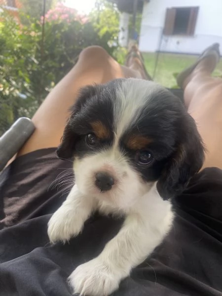 Cuccioli di Cavalier King | Foto 1