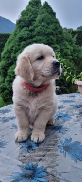 Cuccioli di Golden retriever  | Foto 4