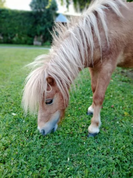 vendo cavallo