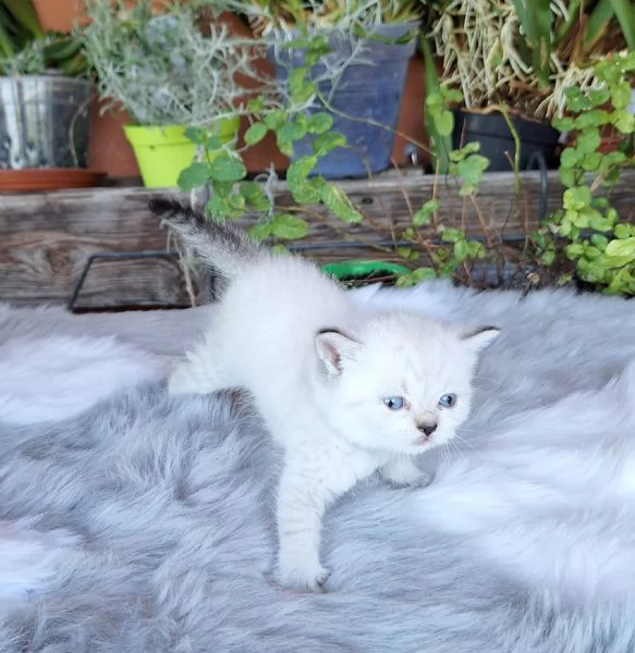 Gattini scottish fold e straight 