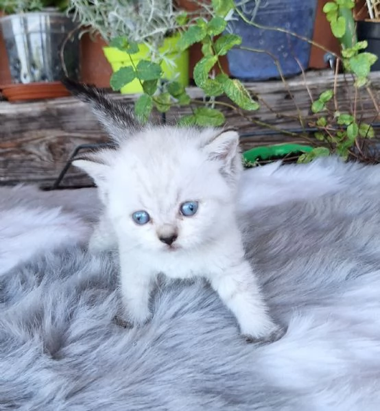 Gattini scottish fold e straight  | Foto 1