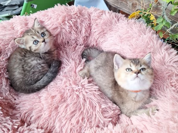 Gattini scottish fold e straight 