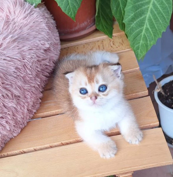 Gattini scottish fold e straight  | Foto 1