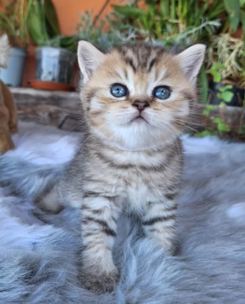 Gattini scottish fold e straight  | Foto 0