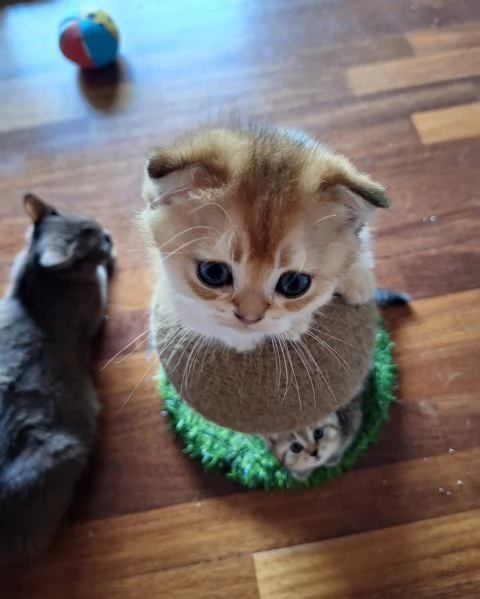 Cuccioli Scottish Fold e Straight 