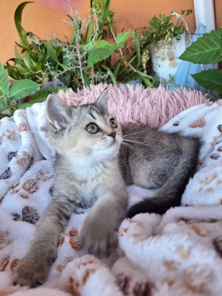 Scottish fold e straight gattini 