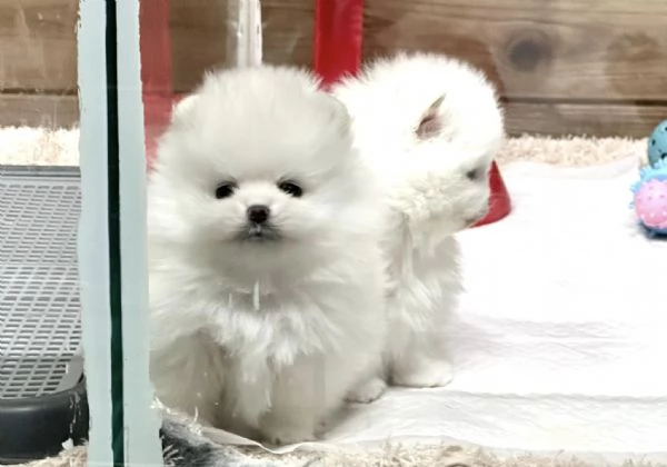 Disponibili cuccioli di puro Spitz Pomerania