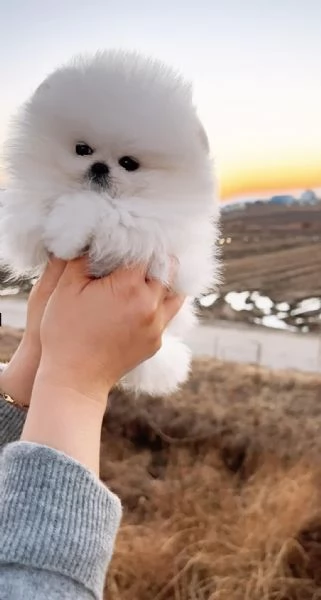 CUCCIOLI DI POMERANIA BIANCHI  | Foto 0