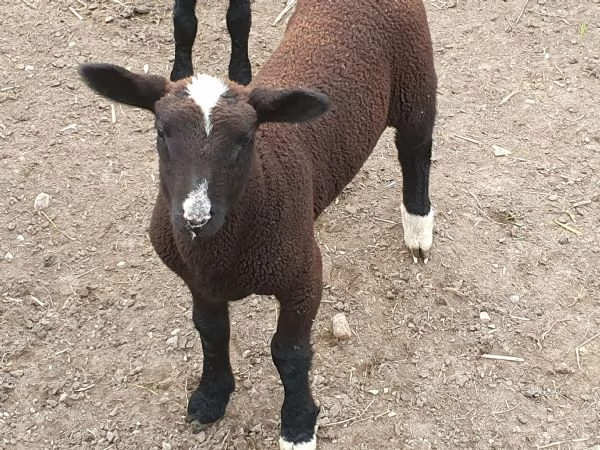 Agnello maschio | Foto 1