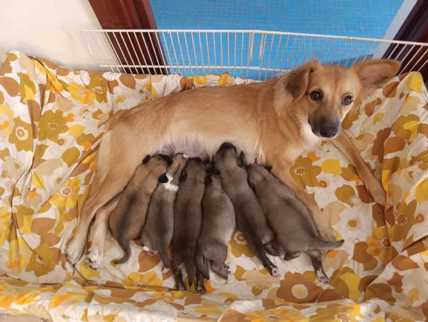 Cuccioli maschi taglia medio/piccola | Foto 1