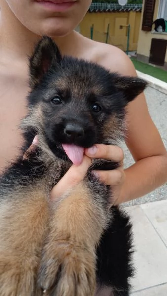 CUCCIOLI MERAVIGLIOSI DI PASTORE TEDESCO