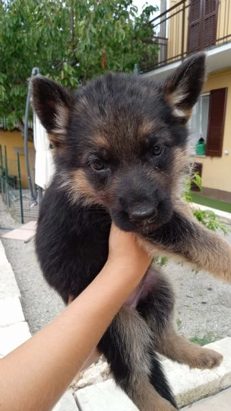 CUCCIOLI MERAVIGLIOSI DI PASTORE TEDESCO | Foto 1