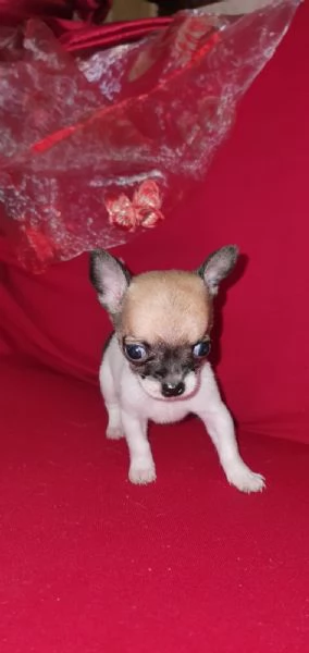 Bellissima Cucciola di chihuahua  | Foto 5