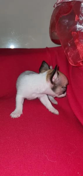 Bellissima Cucciola di chihuahua  | Foto 3