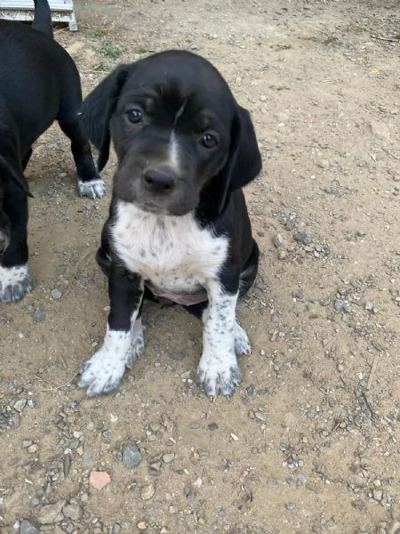 Cuccioli cane incrociati pastore australiano  | Foto 6