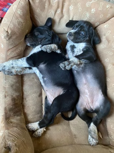 Cuccioli cane incrociati pastore australiano 