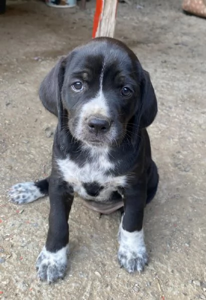 Cuccioli cane incrociati pastore australiano  | Foto 4