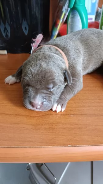 Disponibili cuccioli Pitbull Red Nose da Ottobre  | Foto 3