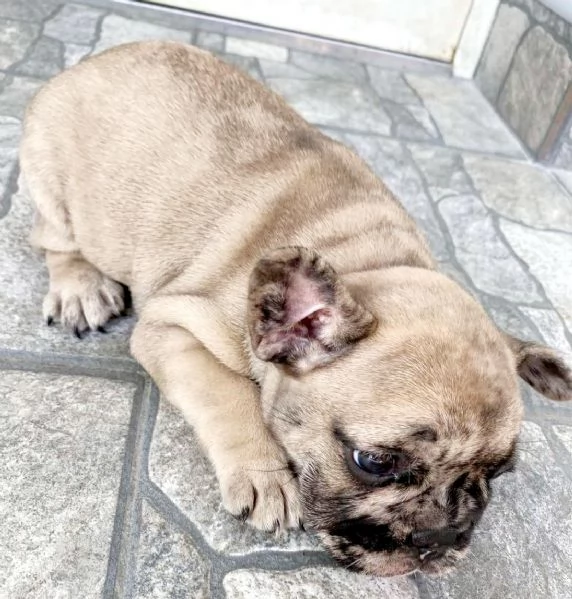 Bulldog francese bellissimo cucciolo | Foto 3