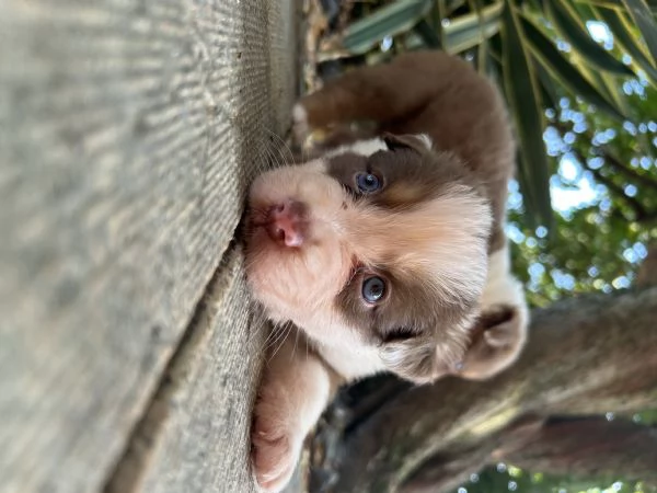 Cuccioli pastore australiano  | Foto 3