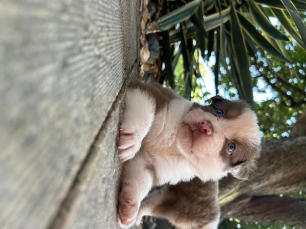 Cuccioli pastore australiano  | Foto 0