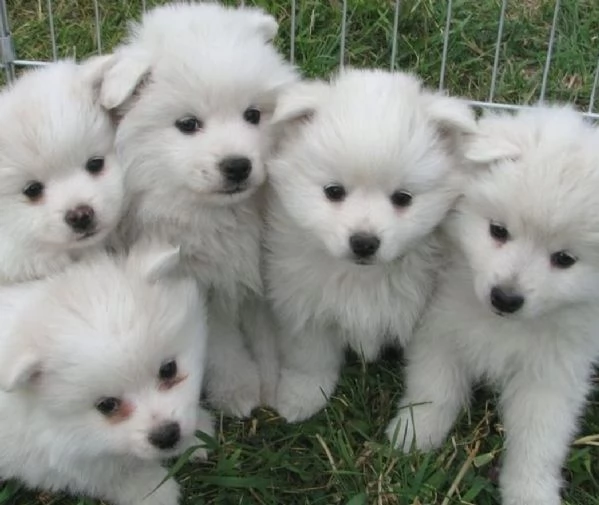 Bellissimi cuccioli di cane eschimese americano pronti per le loro nuove case.