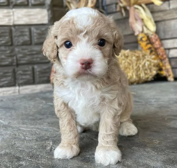 Cuccioli di Cockapoo con pedigree