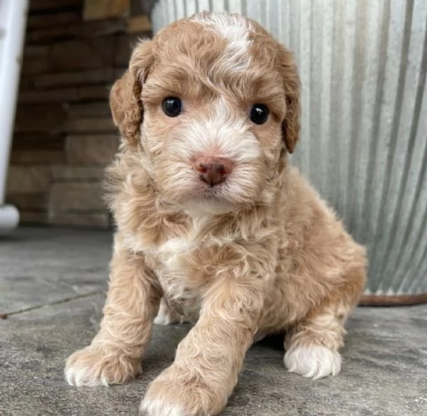 Cuccioli di Cockapoo con pedigree | Foto 0