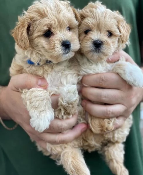 Cuccioli di Maltipoo