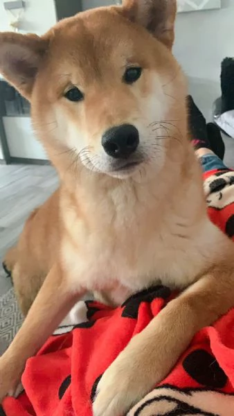 Shiba Inu  | Foto 1