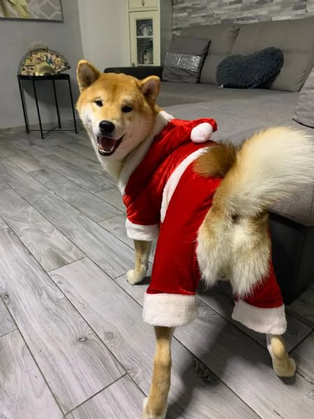 Shiba Inu  | Foto 0