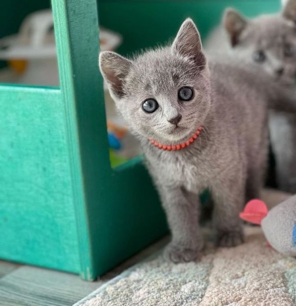 Cuccioli di Blue di Russia | Foto 0