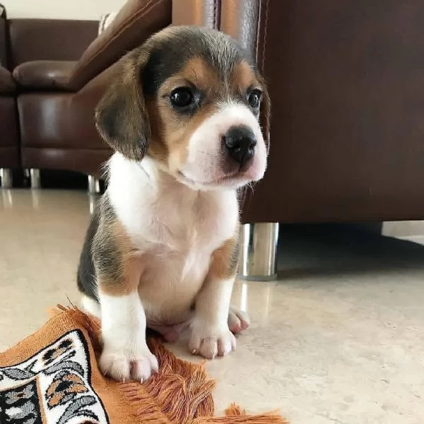 CUCCIOLI DI BEAGLE