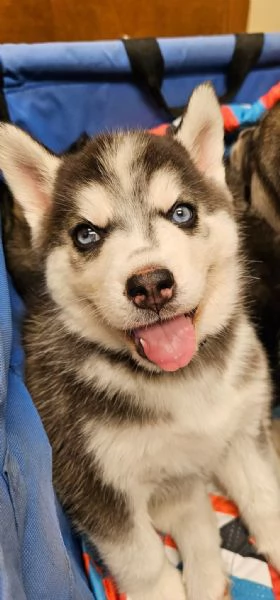 Due cuccioli di husky