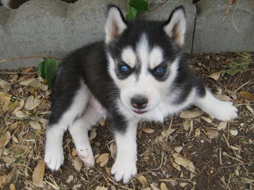 Cuccioli di Siberian Husky!!