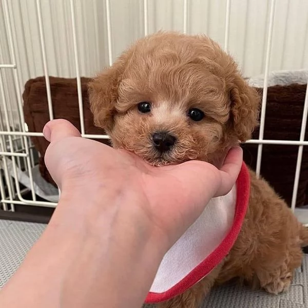 Abbiamo un cucciolo di barboncino toy davvero carino.  | Foto 2