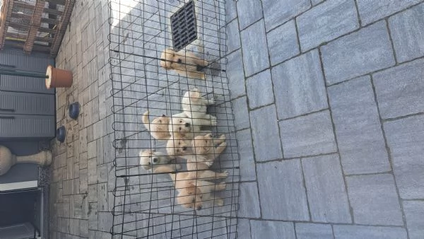 CUCCIOLI GOLDEN RETRIVER