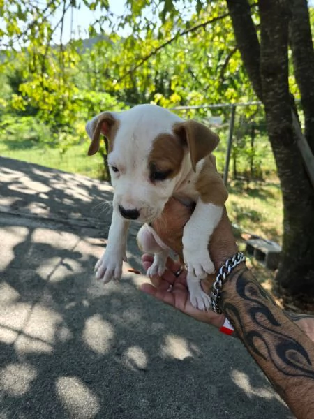 CUCCIOLI AMSTAFF | Foto 4