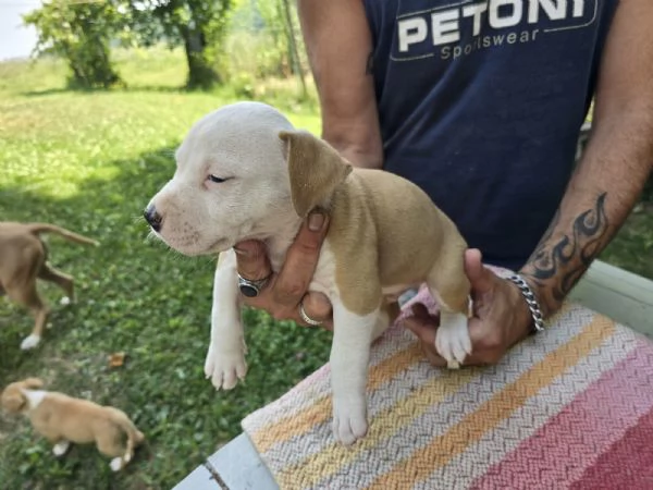 CUCCIOLI AMSTAFF | Foto 3