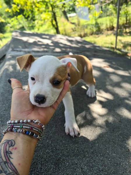 CUCCIOLI AMSTAFF | Foto 1