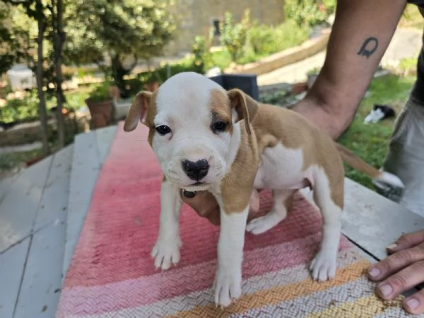 CUCCIOLI AMSTAFF | Foto 0