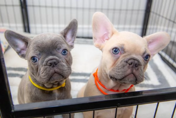 Splendidi cuccioli di bulldog francese